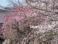 桜-09