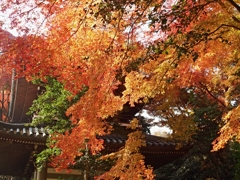 紅葉０２