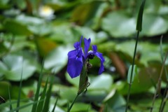 京都洛西散策10