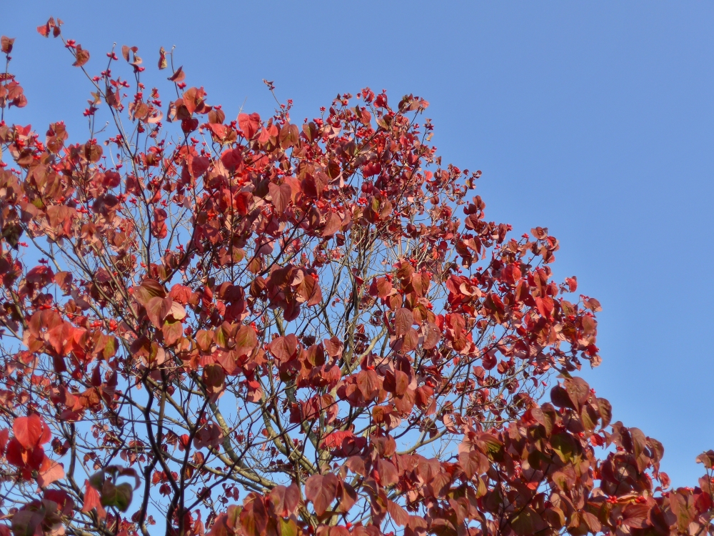 紅葉-04