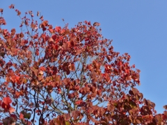 紅葉-04