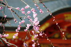 桜_05