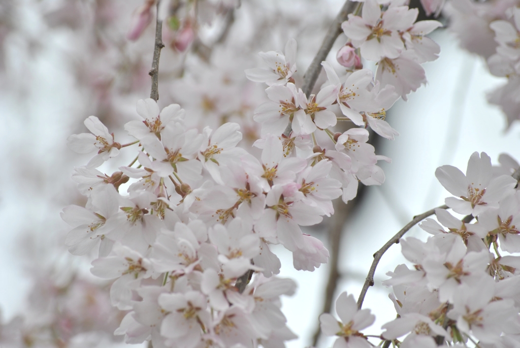 桜_05