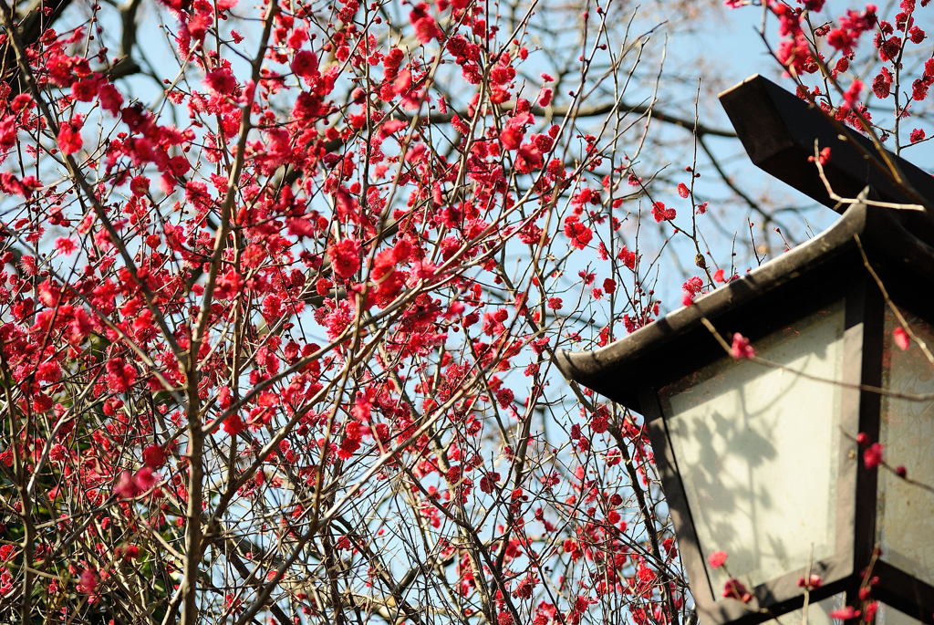 桜_03