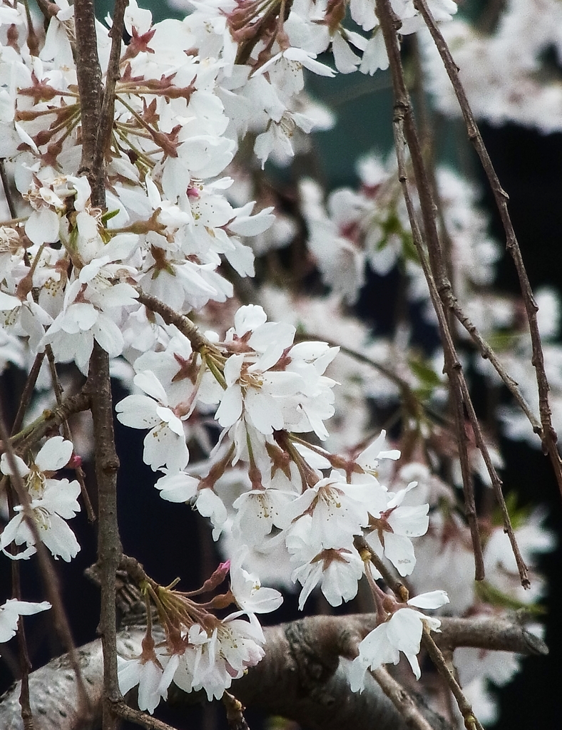 枝垂れ桜