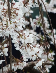 枝垂れ桜