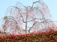 桜_10