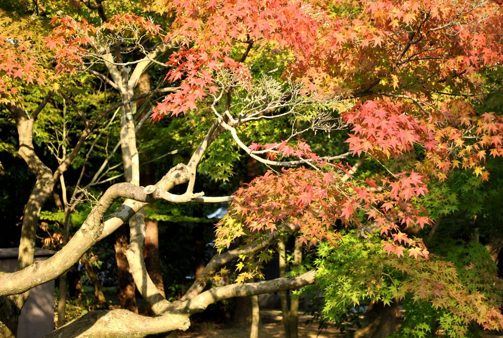 紅葉-01
