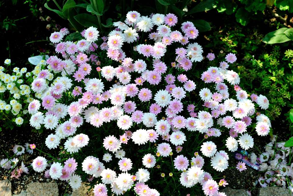 我が家の花壇-06