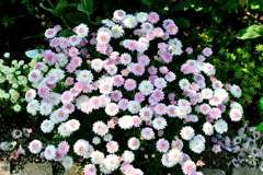 我が家の花壇-06