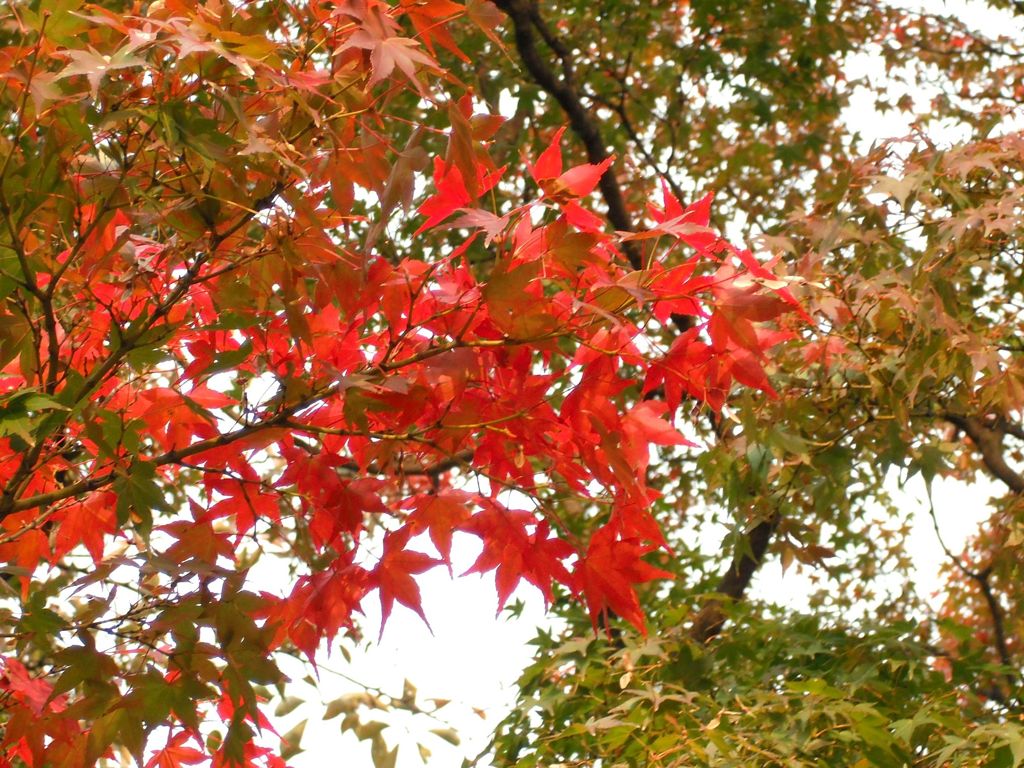 紅葉-07