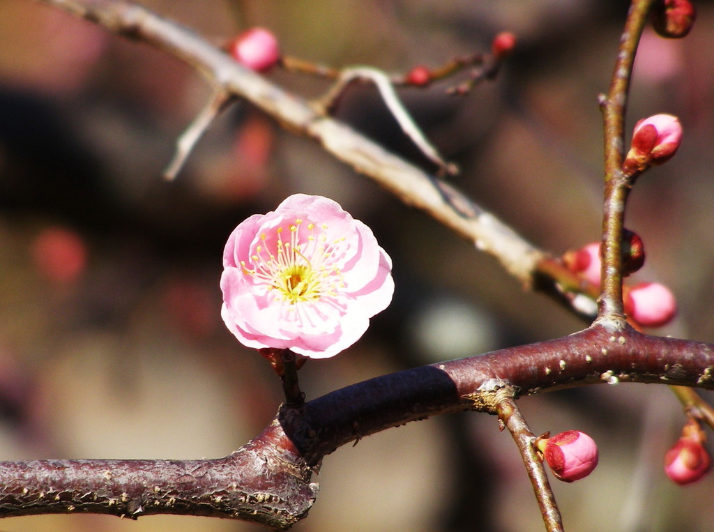 梅花