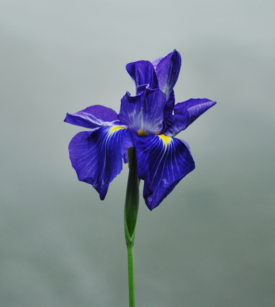 20100614花菖蒲_02