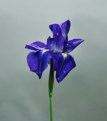 20100614花菖蒲_02