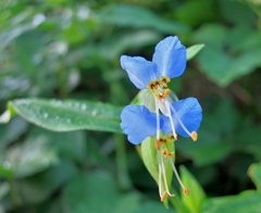 つゆ草