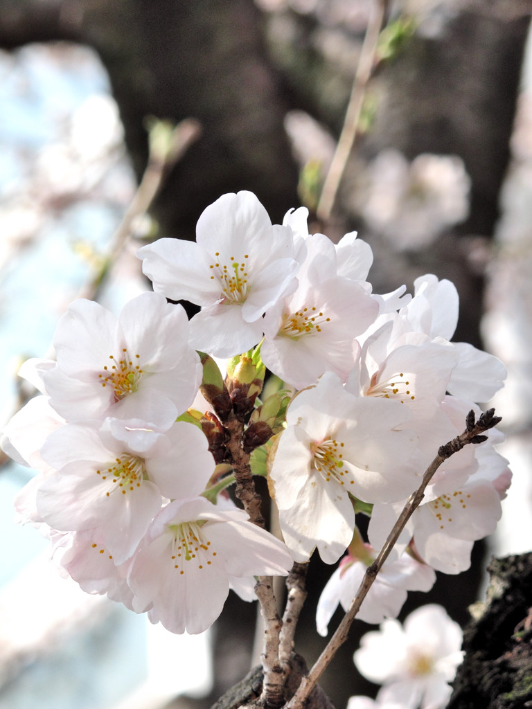 桜_01
