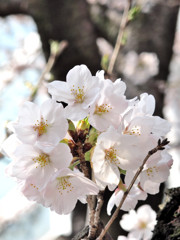 桜_01