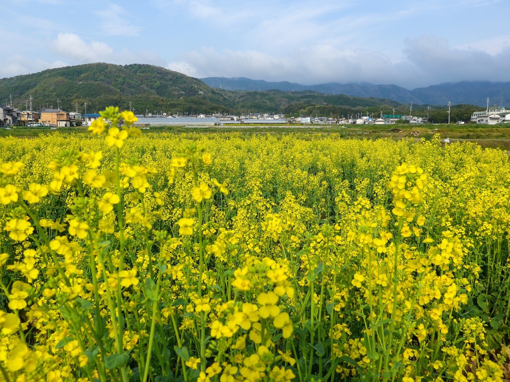 菜花の有る風景