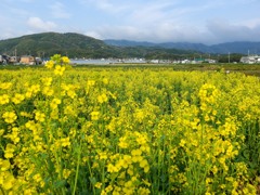 菜花の有る風景