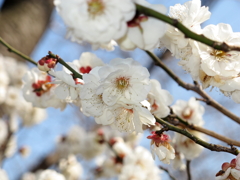 桜-08