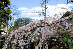 枝垂れ桜01
