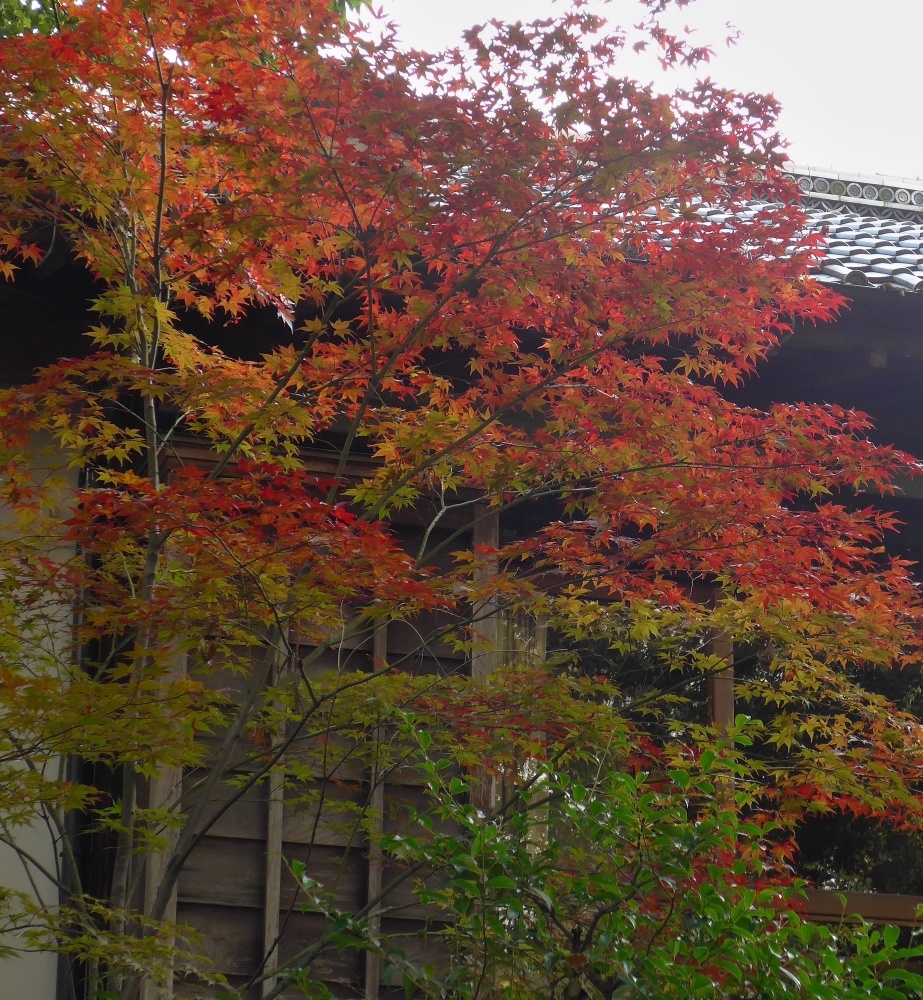 紅葉-09
