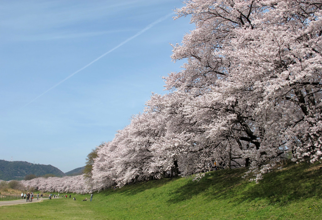 八幡淀川河川公園01