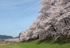 八幡淀川河川公園01