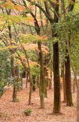 紅葉-10