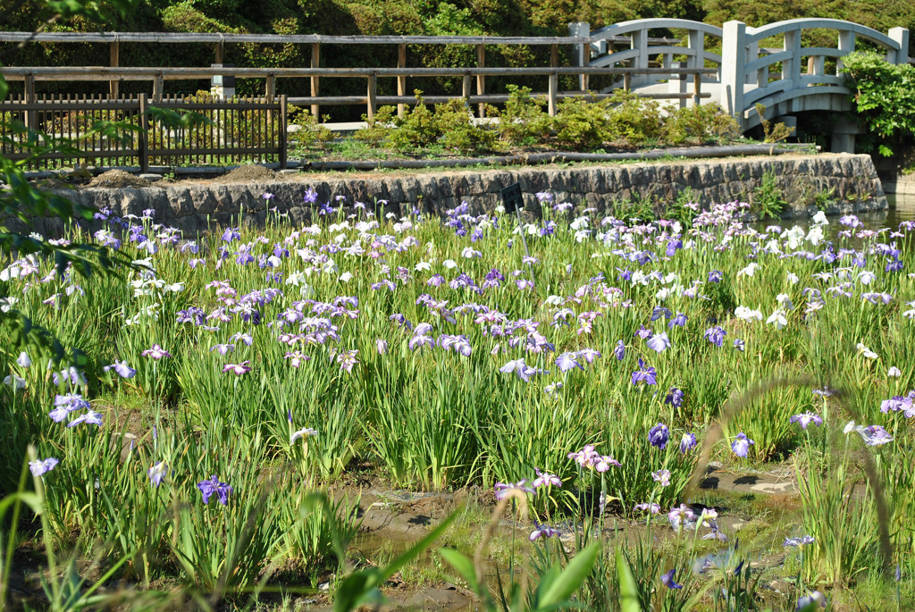 水芭蕉