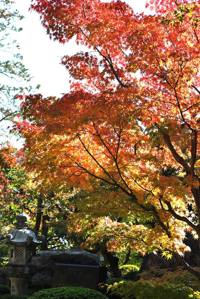 光明寺　紅葉04