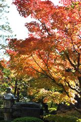 光明寺　紅葉04