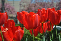 チューリップ01