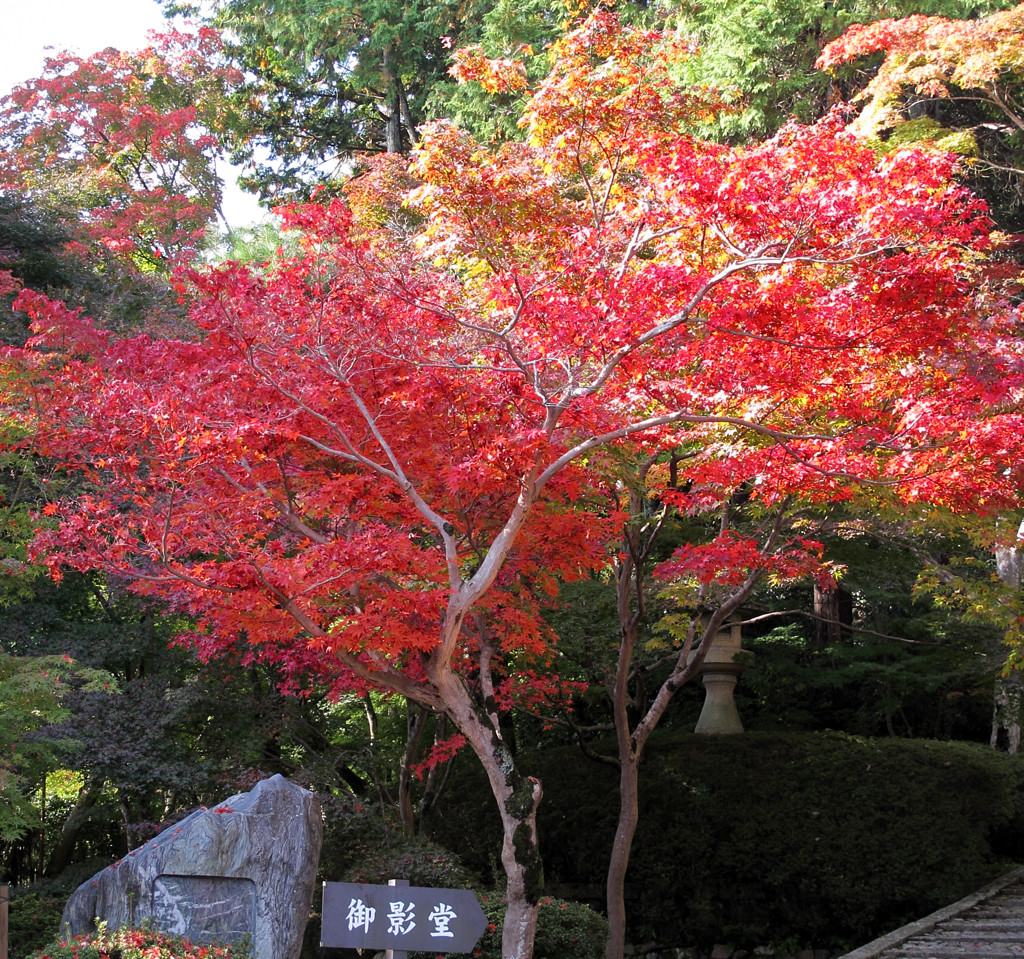 紅葉-07