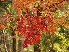 紅葉０５