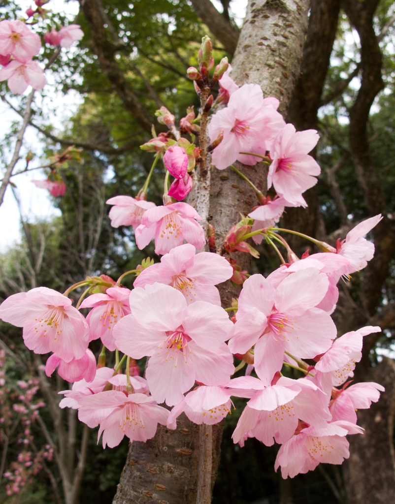 陽光桜04