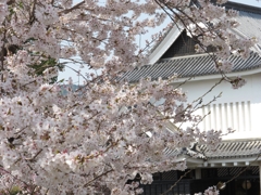桜-08