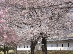 桜-10