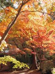 大原野神社_06