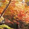 大原野神社_06