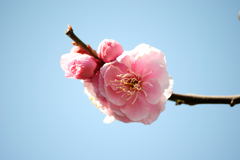 桜_06