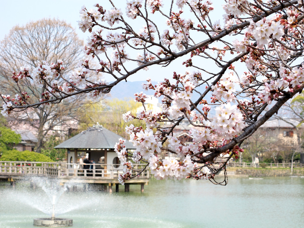 桜_05