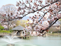 桜_05