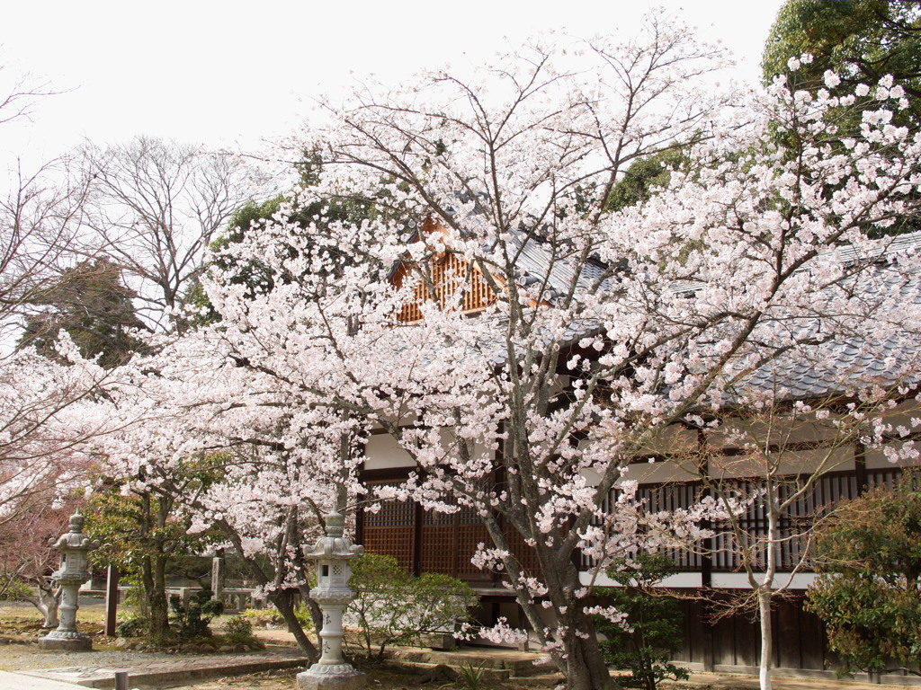 光明寺の桜