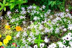 我が家の花壇-10