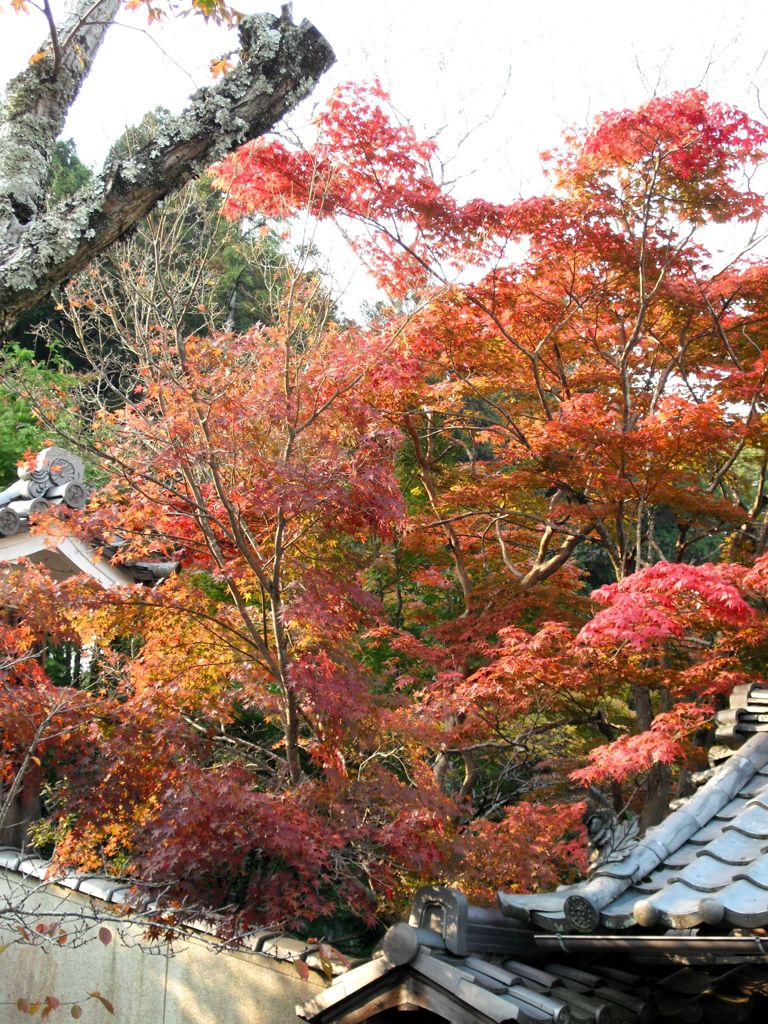 紅葉-02