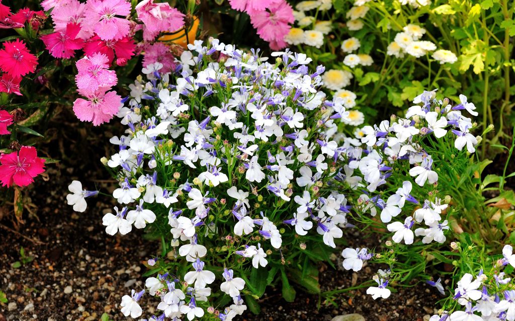 我が家の花壇-03