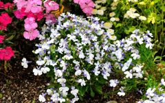 我が家の花壇-03