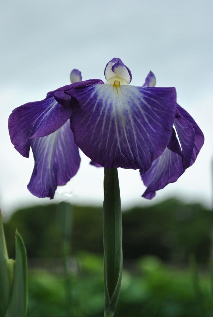 20100614花菖蒲_03