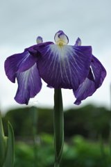 20100614花菖蒲_03